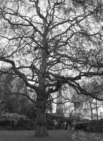 Tree Embankment Gardens
